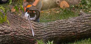 Trusted Upper Fruitland, NM Tree Care Experts